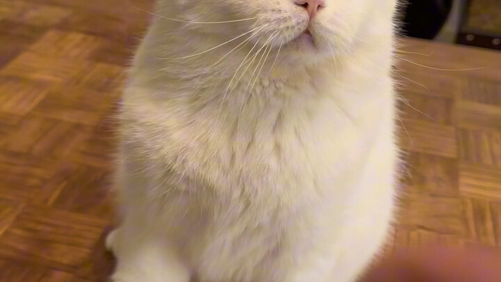 If a little kitten bites you, I’ll show you how to handle it…