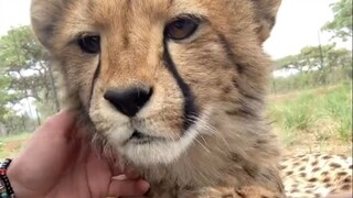 猎豹为什么不攻击毫无边界感的人类？