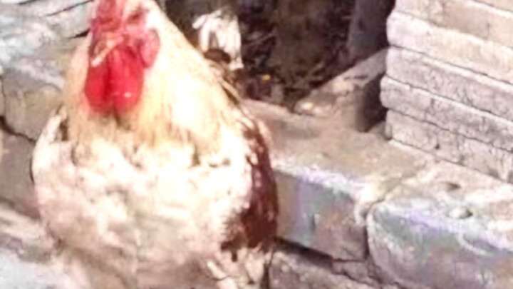 Có lợi hại không, anh Khôn?