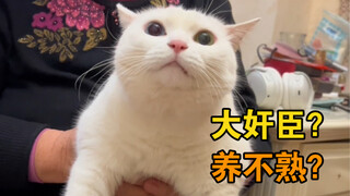 Apakah kucing memang "malaikat pengkhianat"? Sebenarnya mereka juga sangat setia dan peduli pada kel
