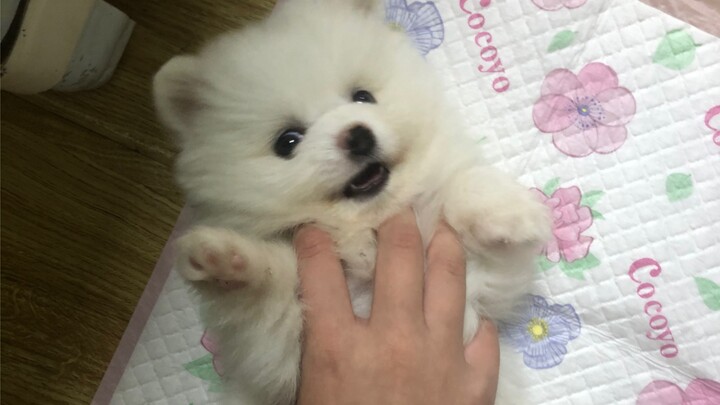 I have a dog!