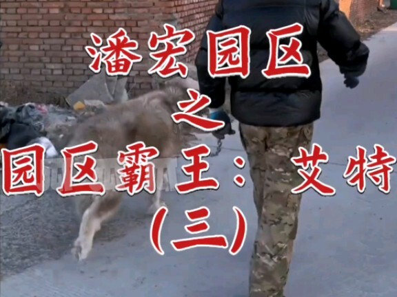 Pan Hong Park’s Dominant Force: Aite (Part 3)