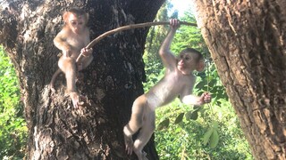 Eat and play on big tree, no more scaring for the three monkeys