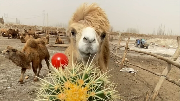 These thousands of people, please quickly block me—my videos are beyond your understanding.