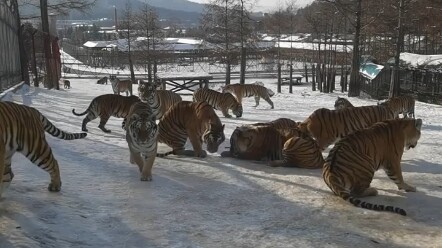 What’s a “Northeast Golden Layer”? A bunch of adorable Amur tigers—truly the pinnacle of feline cute
