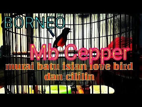 Murai batu isian lovebird dan cililin jernih