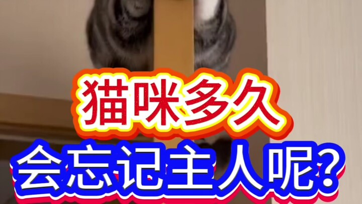 Berapa lama kucing bisa melupakan tuannya?