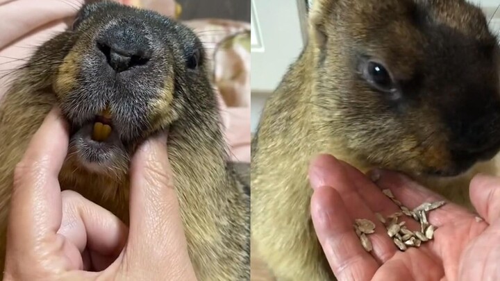 Chú sóc đất vừa háu ăn lại vừa nóng vội, dễ thương hết nấc!