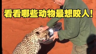 When humans encounter different wild beasts, let's see which animals are the fiercest?