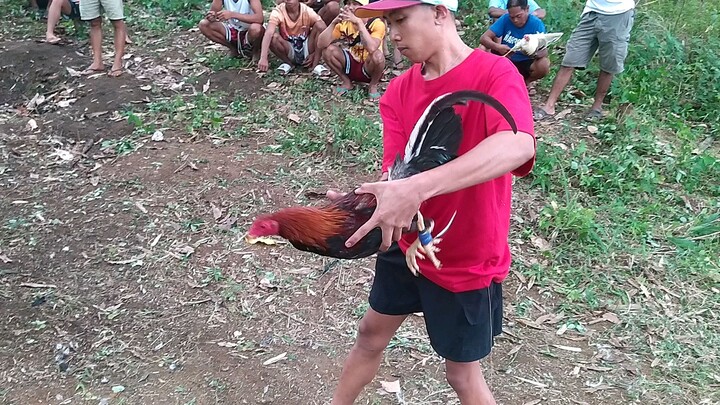 nakapa gulang ng kalaban 2x na pero kinaya ng manok ko