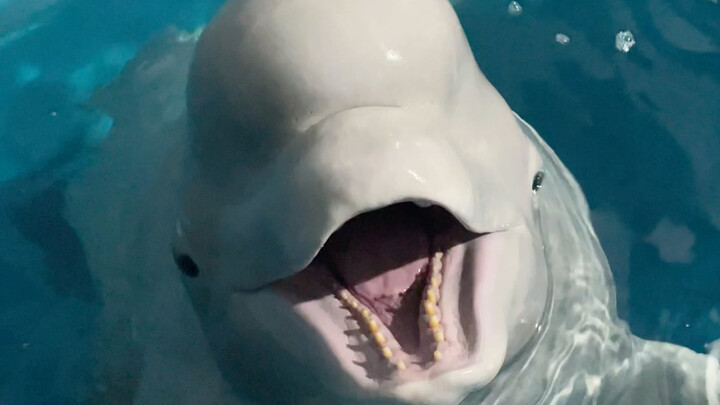 شو هاي غاضب تانِي!