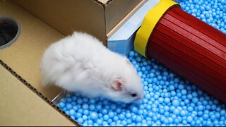 ภารกิจของหนูแฮมสเตอร์ EP 308