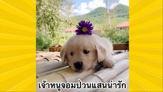 สัตว์เลี้ยงเพื่อนขนปุย : เจ้าหนูจอมป่วนแสนน่ารัก