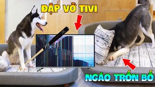 Thú Cưng Vlog | Ngáo Và Gấu Siêu Quậy #1 | Chó ngáo thông minh vui nhộn | Smart dog cute funny