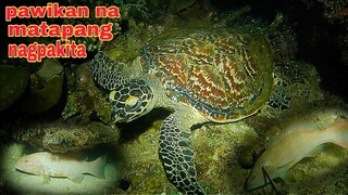 ep362.pawikan na matapang nagpakita night spearfishing Philippines.