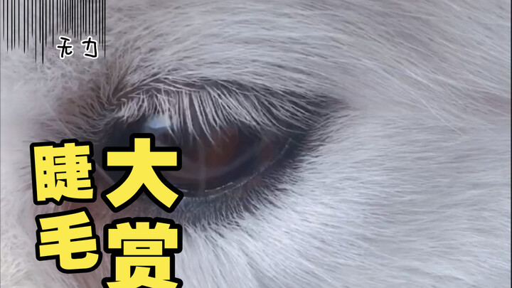 Không chỉ lông mi dài, mà còn có sẵn đường viền mắt nữa!