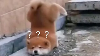 [Hài hước] Những sự cố của động vật