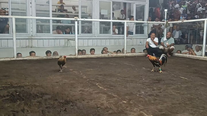 berdugo line x sweater (own blend )