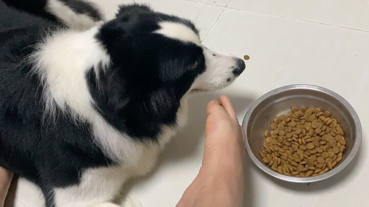 If the owner feeds them with their feet, which one would be too proud to eat: a Husky or a Border Co