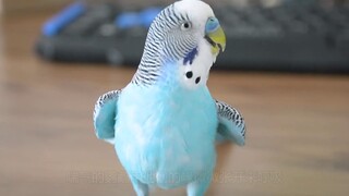 When parrots exhibit the following behaviors, they're not being cute—they're actually scared!