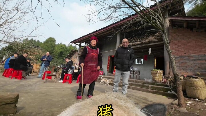 Social Butterfly Pig! They strapped a camera to the pig, and during Chinese New Year, it actually we