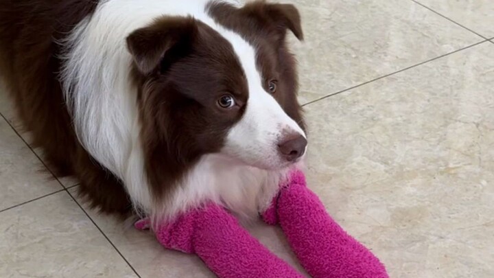 The little fish wearing socks: You said the princess invited me to dinner.