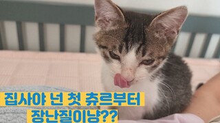 간식 쉽게 먹기 힘든 꼬마고양이 치로 [ENG sub] mom said don't prank with some food