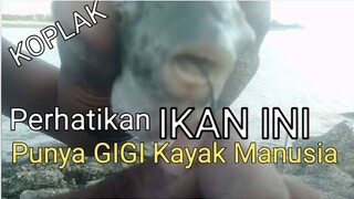 Ikan Bergigi Manusia - Giginya Kuning Tak Pernah Sikatan