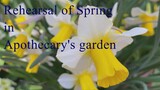 Rehearsal of Spring in Apothecary's garden