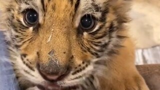 [Mèo lớn] Hôm nọ tôi tìm thấy chú mèo con này bên vệ đường! Trông có vẻ dễ nuôi đấy!