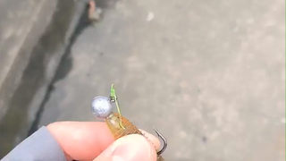 我靠路亚人的高光时刻✧(≖ ◡ ≖✿)