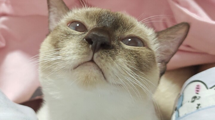 老大，好久不见的裤裆喵