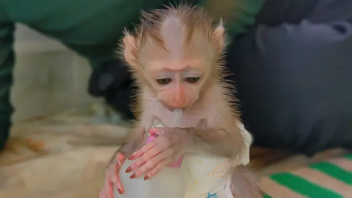 Good Boy!! Adorable Monkey Luca Is So Healthy, Luca Happy play with the milk bottle