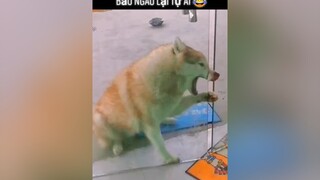 Bảo ngáo lại tự ái 😂yeudongvat thucung fyp pet animals foryou
