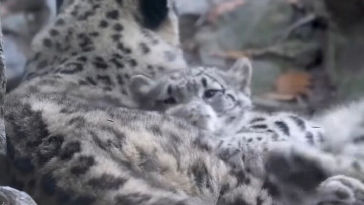 “It’s so comfy sleeping on Mommy!”