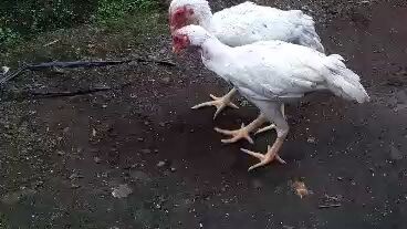 3 bulan