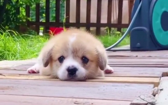 Such a cute dog... stuff