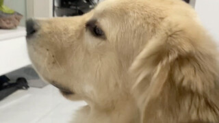 If you don't understand, just ask if all golden retrievers are so clingy.