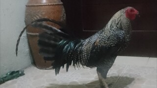 bulik buwaya
