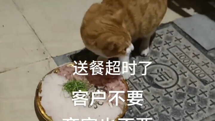 你们都不要的，小猫要