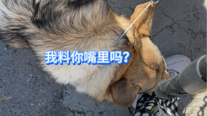 When I got a voice-over teacher to dub my dog…