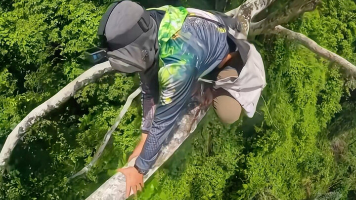 First-person view of an Indonesian extreme honey hunter, experiencing the daily honey‑collecting rou