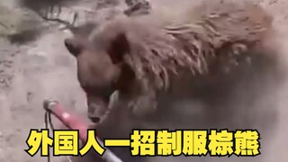 Người nước ngoài hạ gục gấu nâu chỉ bằng một chiêu