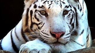 Suck the fiercest cat and have the best year of the tiger! Happy Year of the Tiger!