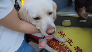 Ditolak naik bus bersama anjing pemandu, baru diizinkan naik setelah melapor ke polisi... Mengapa be