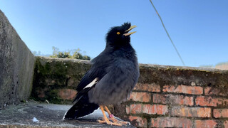 Neighbor's Bird Wishes Me Good Fortune