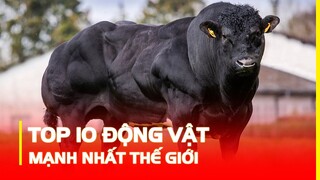 TOP 10 LOÀI ĐỘNG VẬT MẠNH NHẤT THẾ GIỚI | HÓNG KHÁM PHÁ