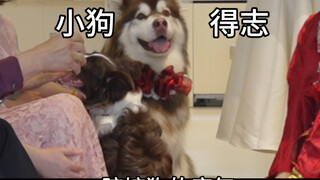 I never thought in my life I'd end up kneeling before a puppy.