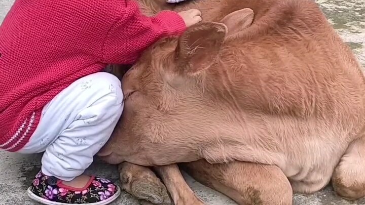 The friendship between a two-year-old kid and a little calf—these two cuties are all over each other