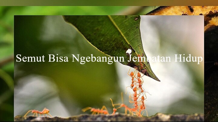 Semut Bisa Ngebangun Jembatan Hidup